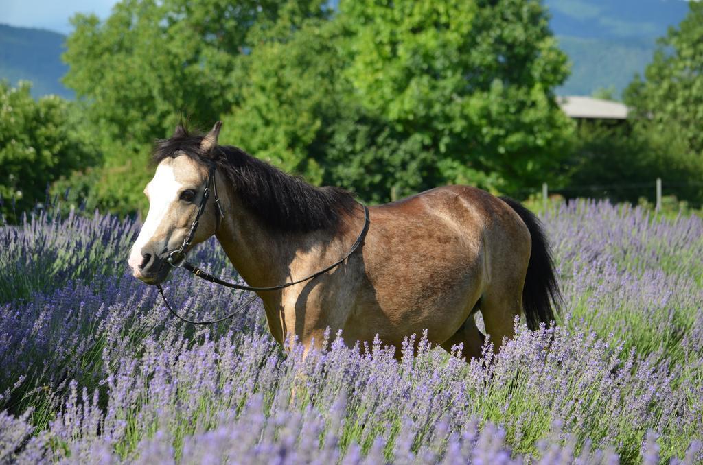Agriturismo Domus Magna Povoletto المظهر الخارجي الصورة