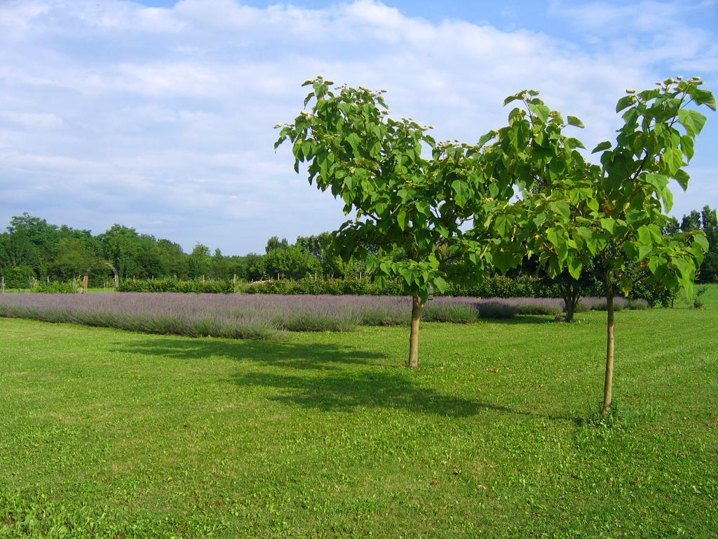 Agriturismo Domus Magna Povoletto المظهر الخارجي الصورة